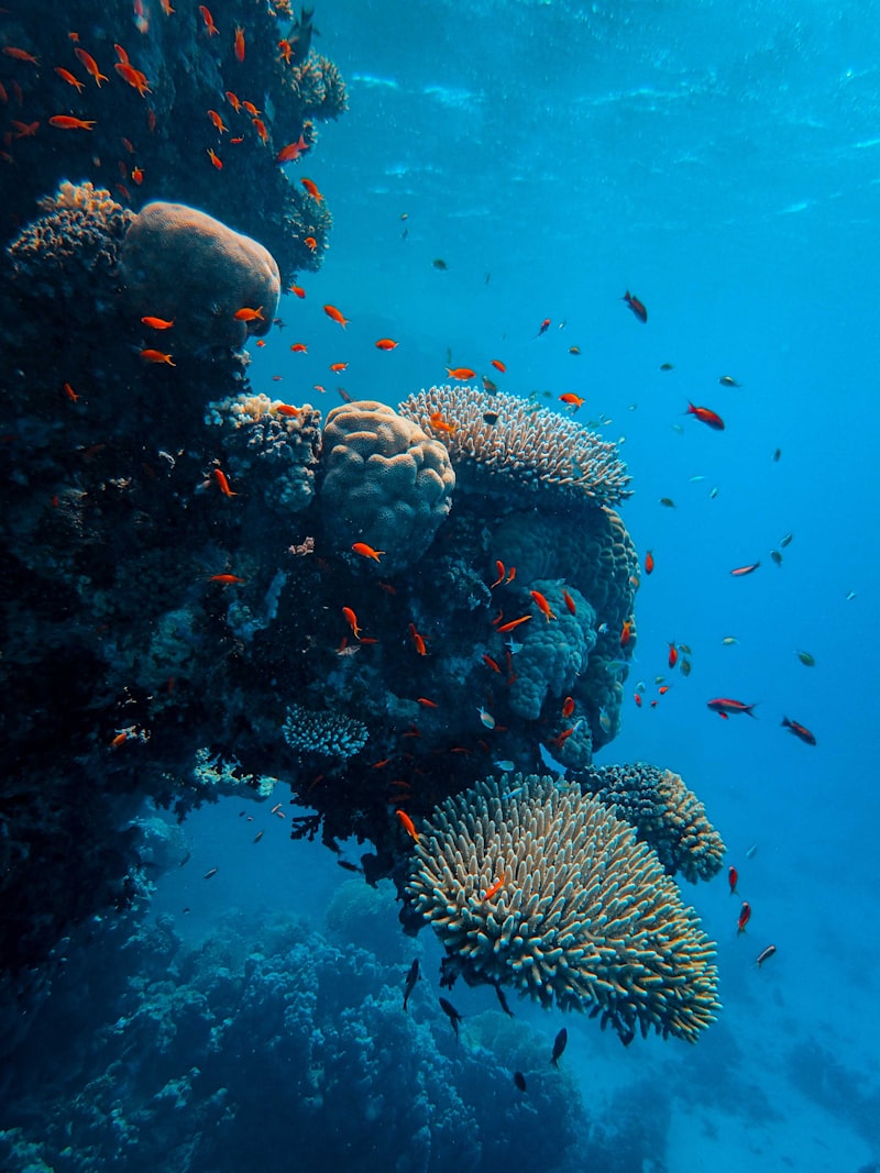 Buceador haciendo su primer bautizo de buceo