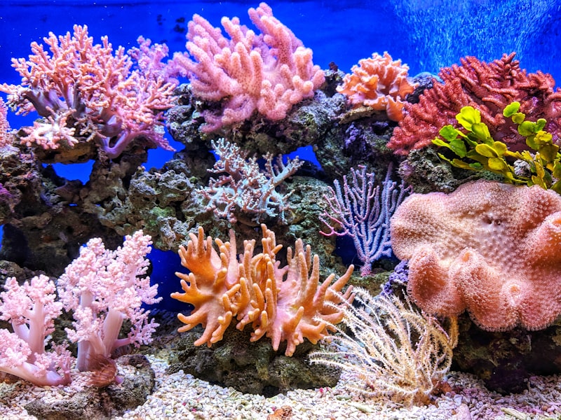 Grupo de buceadores explorando el fondo marino en Tenerife