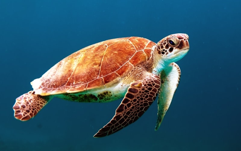 Tortuga marina nadando en aguas cristalinas